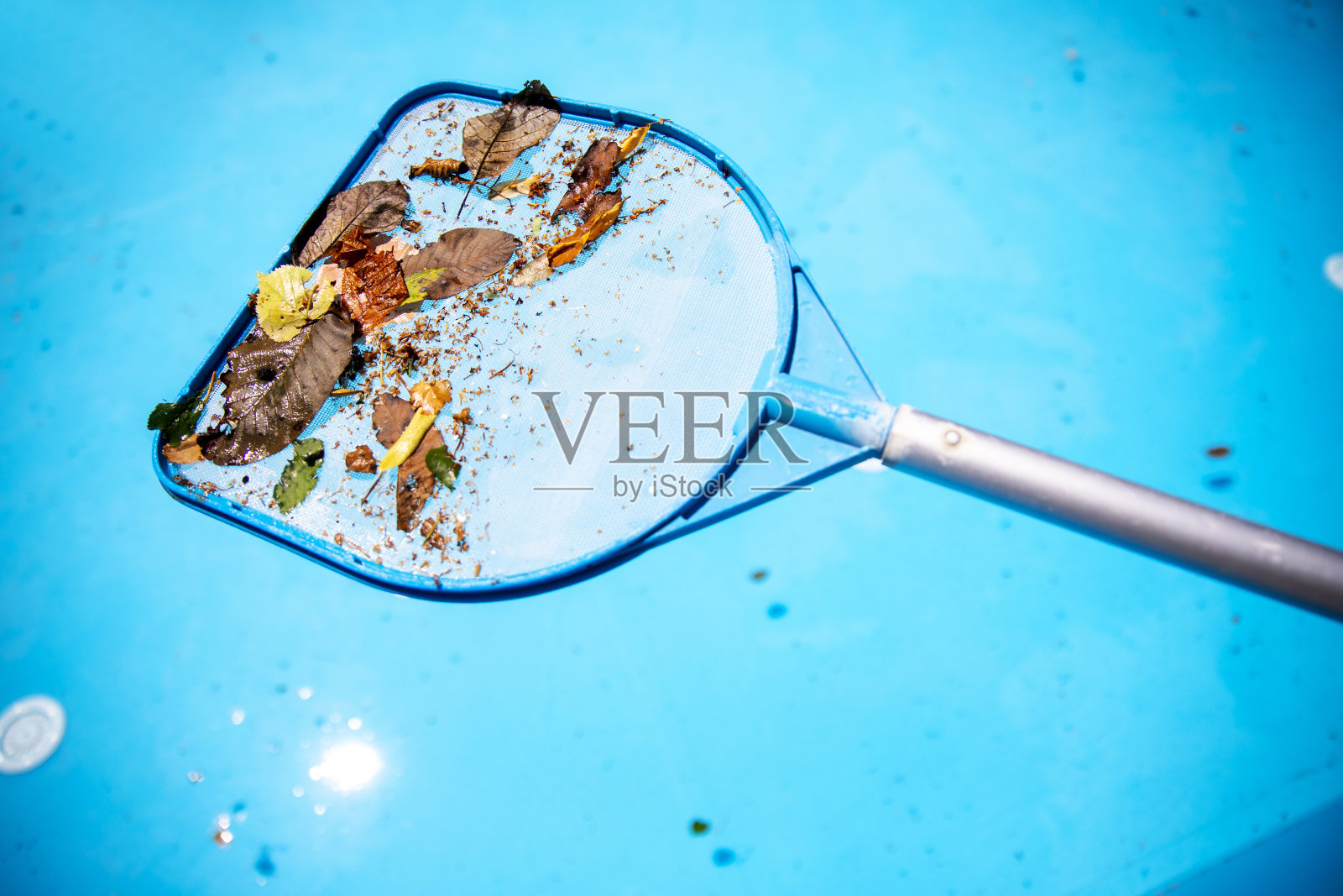 用撇水器清理游泳池的落叶照片摄影图片
