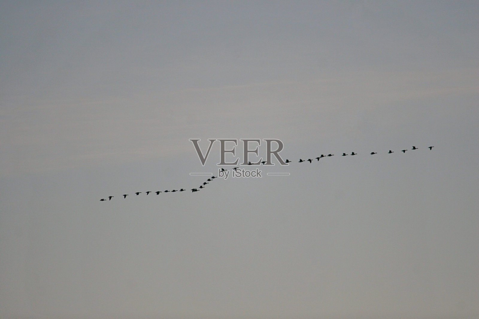 迁徙的鸟类照片摄影图片