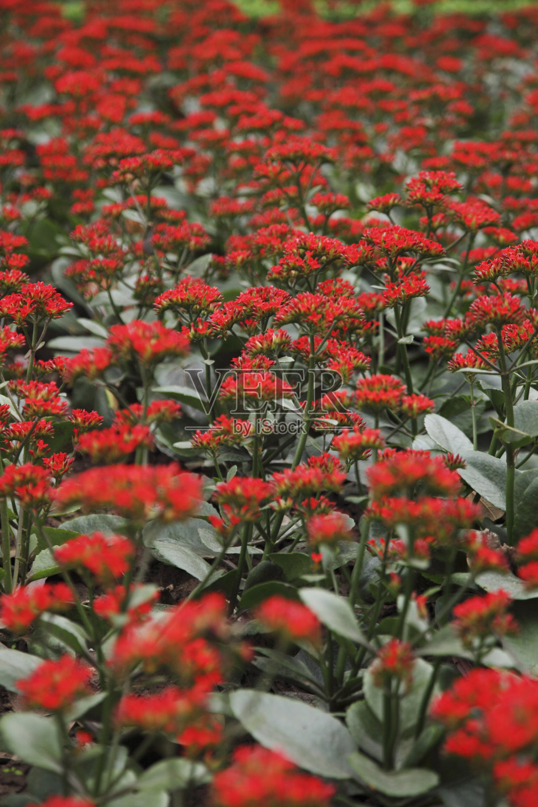 花盛开为中国新年的家庭装饰照片摄影图片