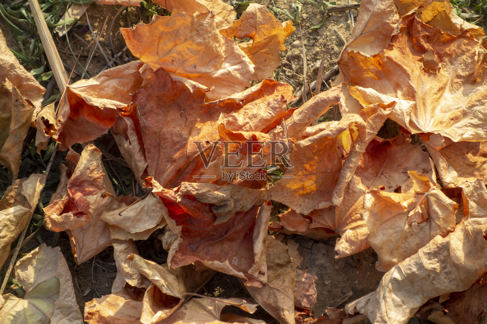 地上的枯叶照片摄影图片
