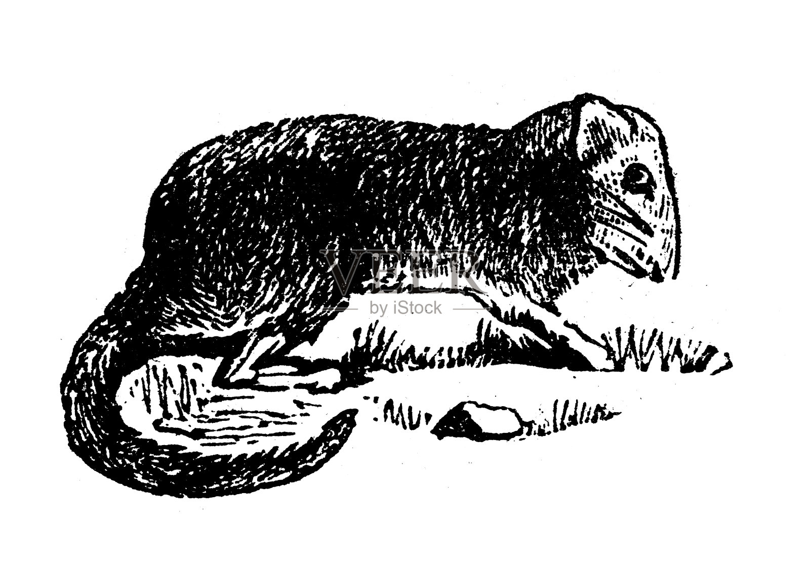 古玩雕刻插画:睡鼠设计元素图片