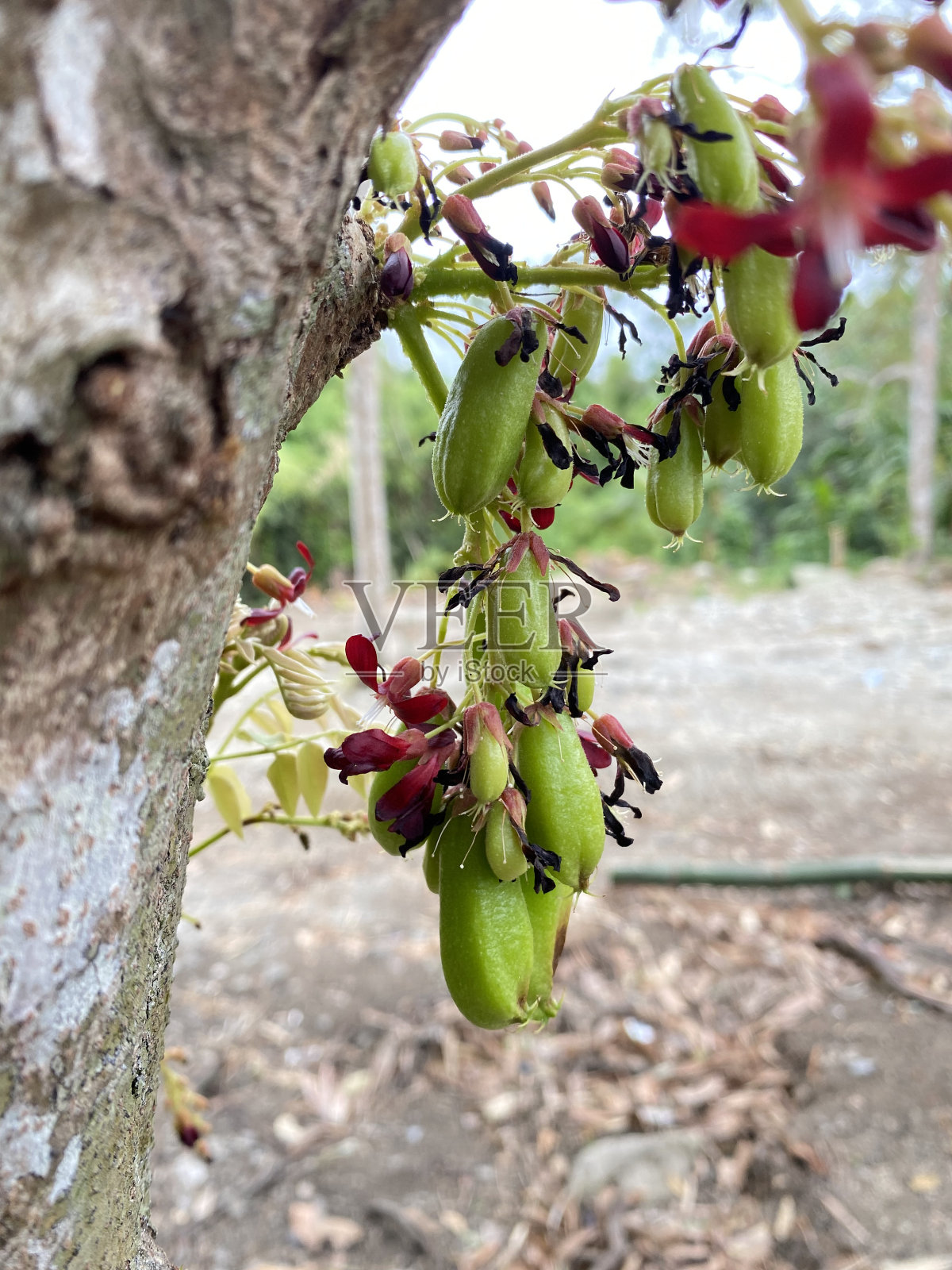 花和杨桃照片摄影图片