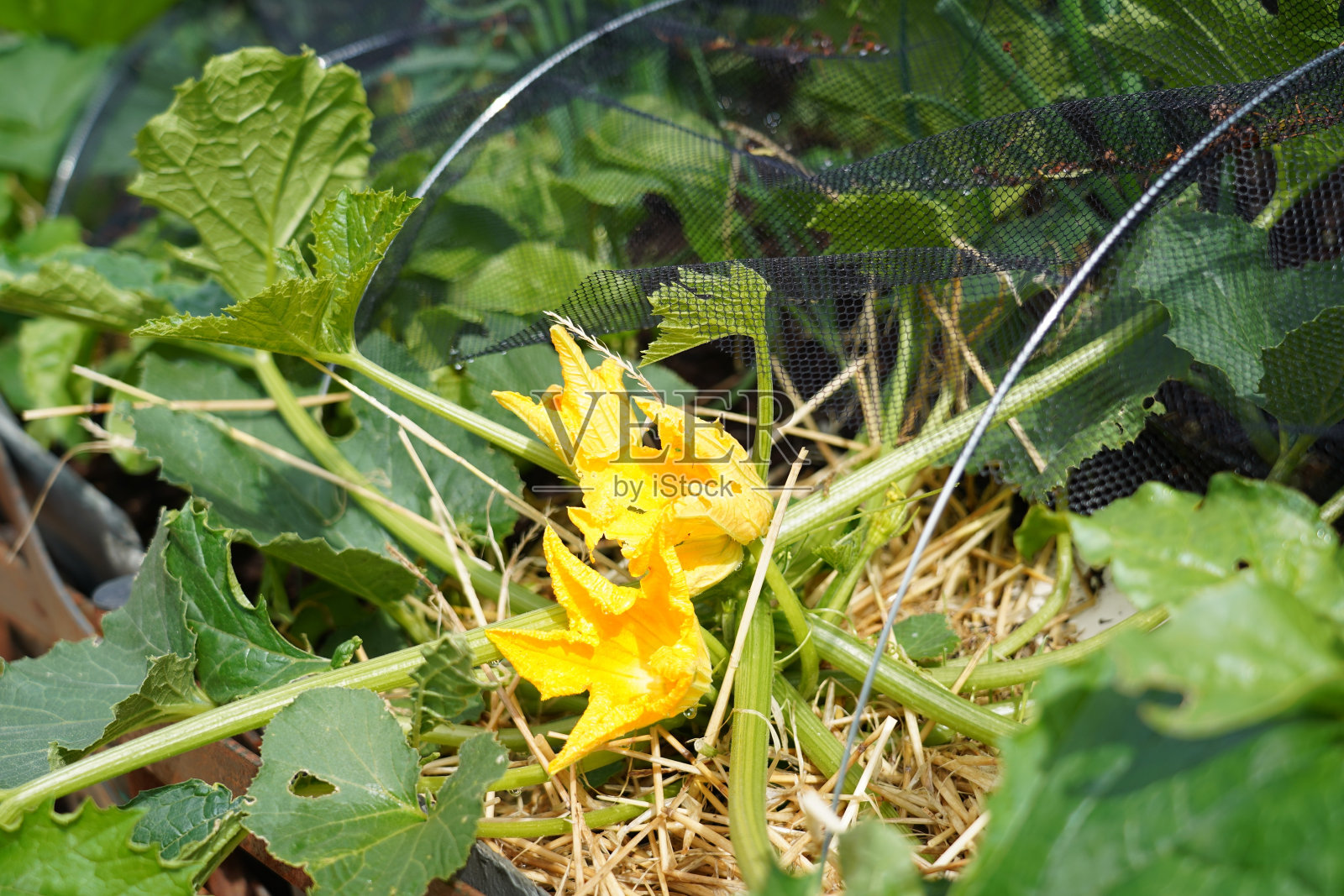 花园产生照片摄影图片