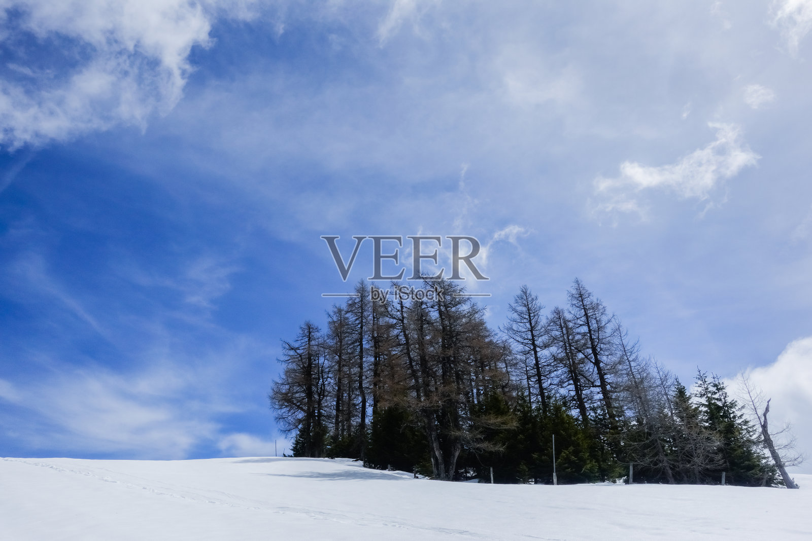 一群树在雪景与蓝天和云照片摄影图片