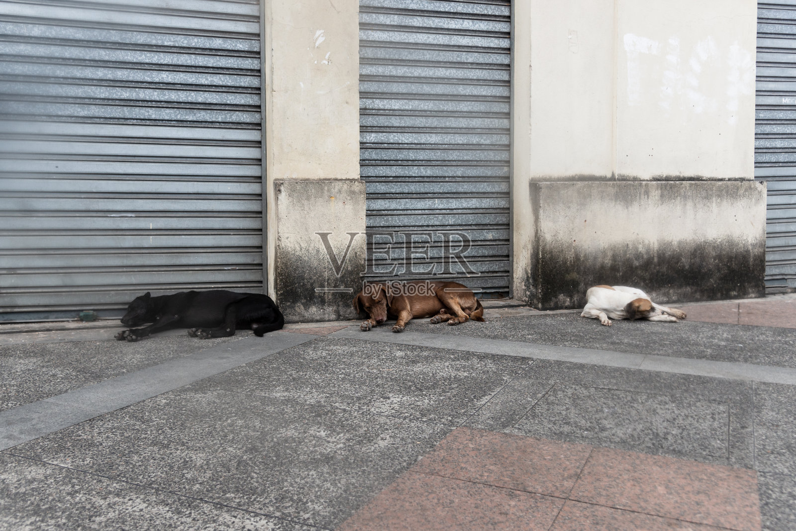 三条狗躺在人行道上睡着了。被遗弃的狗。照片摄影图片