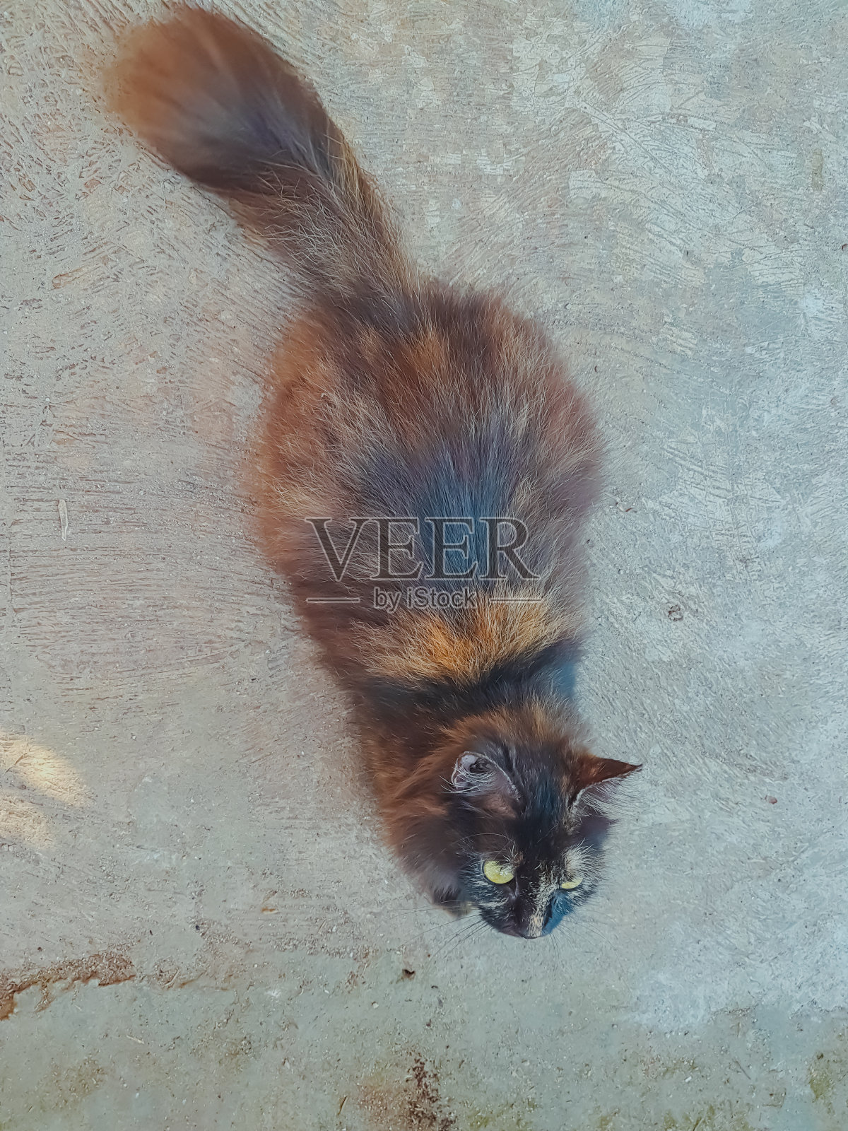 家长毛猫照片摄影图片