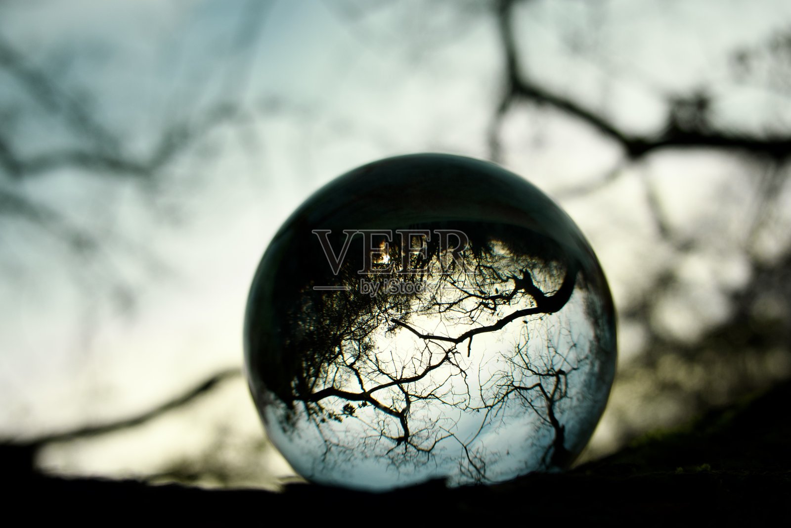 树枝上的水晶球照片摄影图片