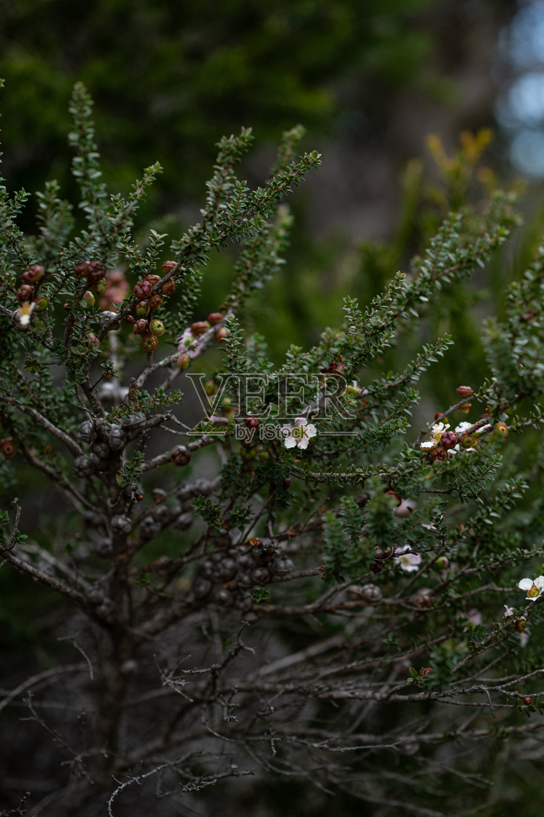 悉尼皇家国家公园照片摄影图片