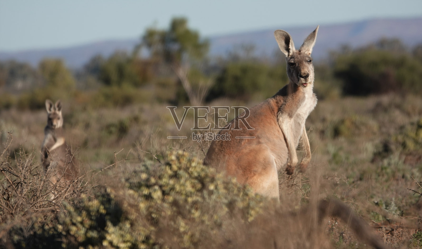 红袋鼠和山地袋鼠照片摄影图片