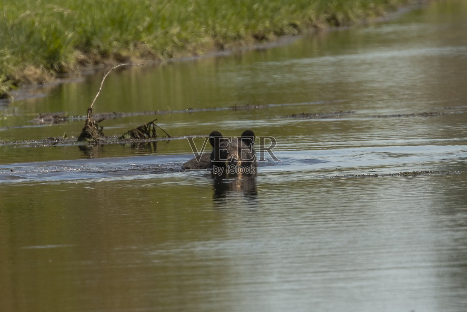 黑熊在运河里游泳照片摄影图片