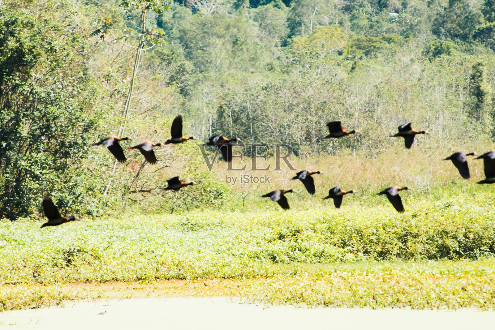 会飞的鸟照片摄影图片