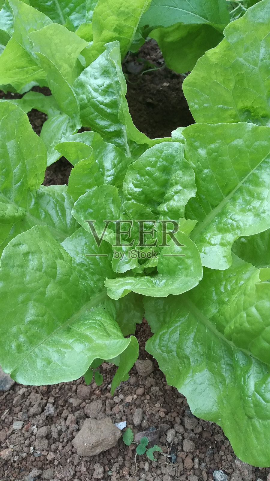 土壤上的莴苣照片摄影图片