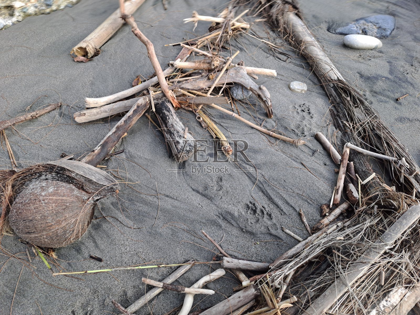 沙滩上有一个有几根树枝的干椰子照片摄影图片