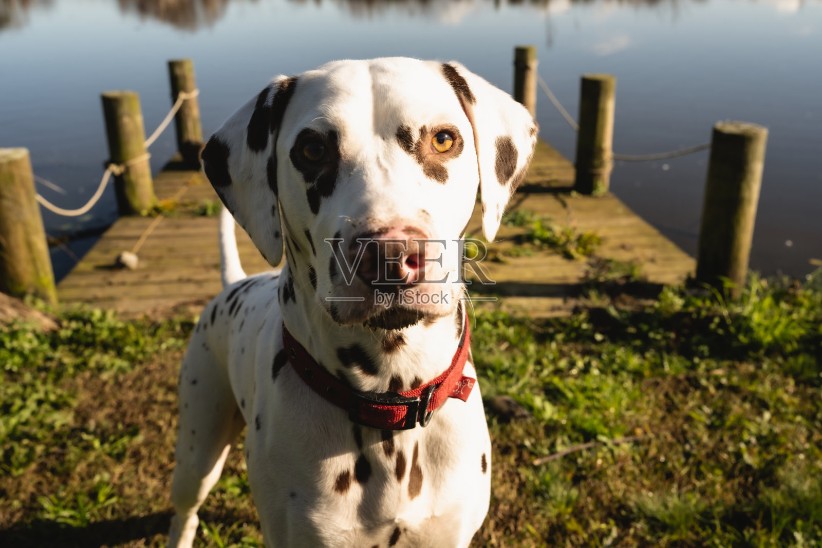 达尔马提亚犬照片摄影图片