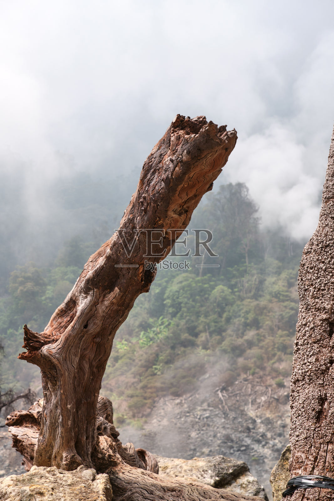 死树干与火山口烟雾背景照片摄影图片