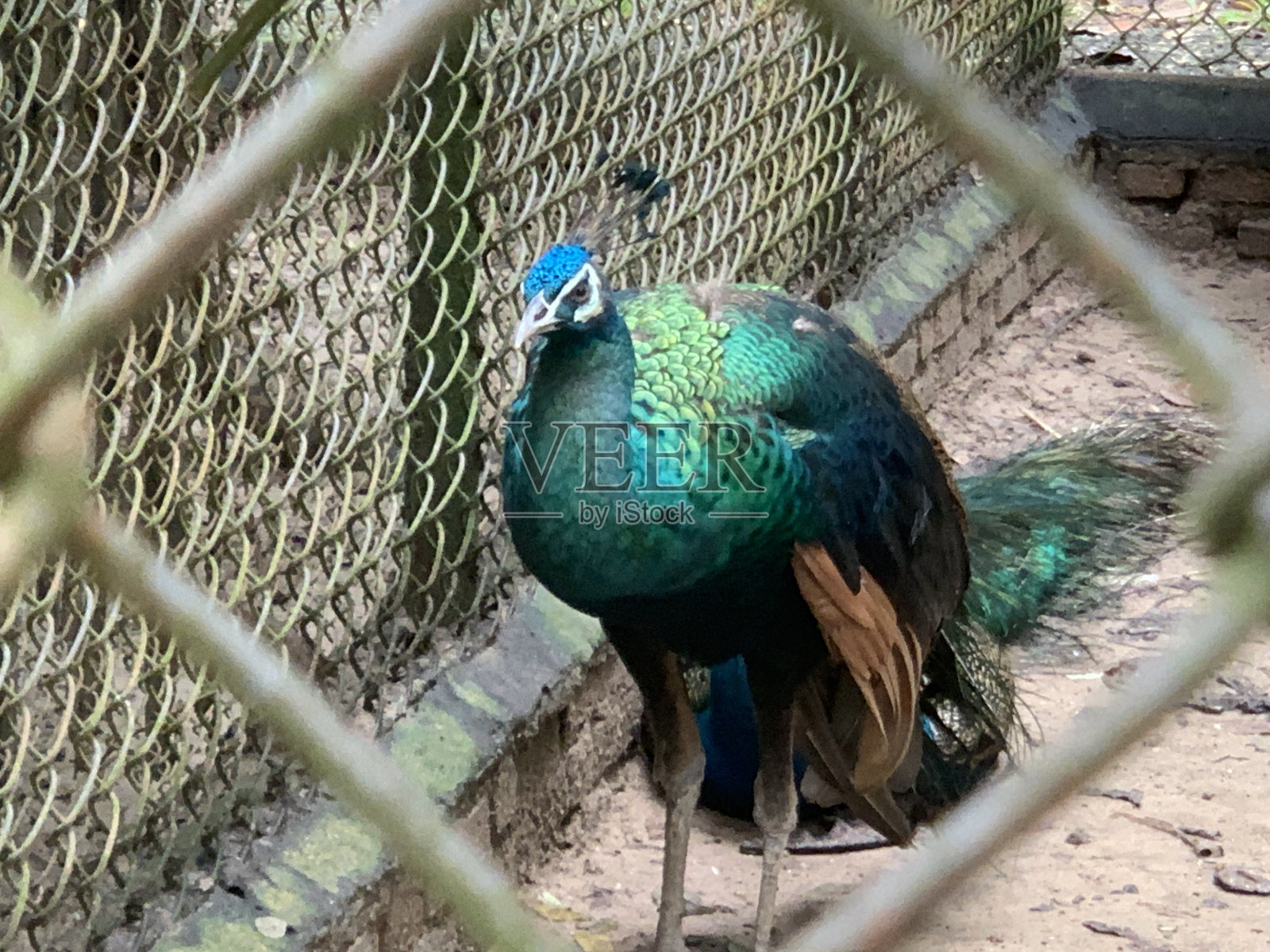 孔雀在铁笼子里照片摄影图片