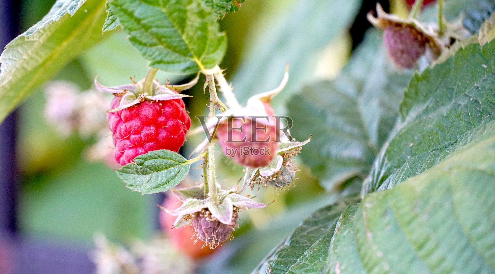 花园里成熟的树莓枝照片摄影图片