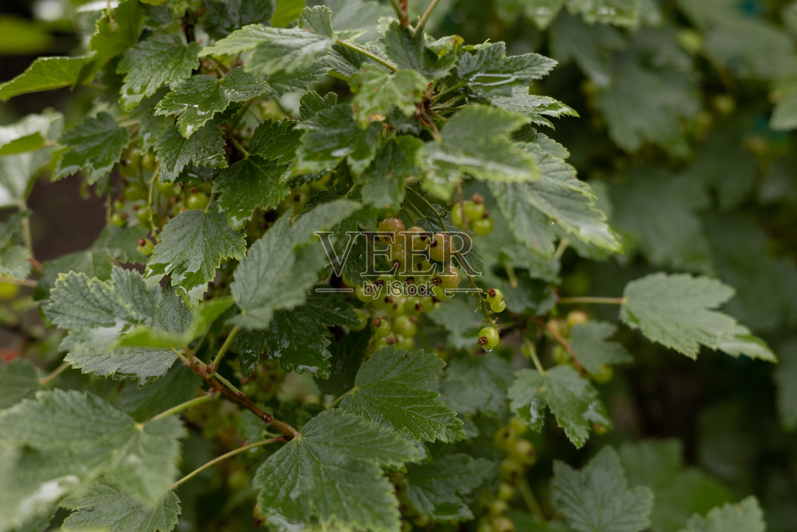 一丛郁郁葱葱的未成熟的绿色醋栗。花园里的醋栗在富含维生素的树枝上成熟。夏雨过后，醋栗丛长满了绿色的浆果。照片摄影图片
