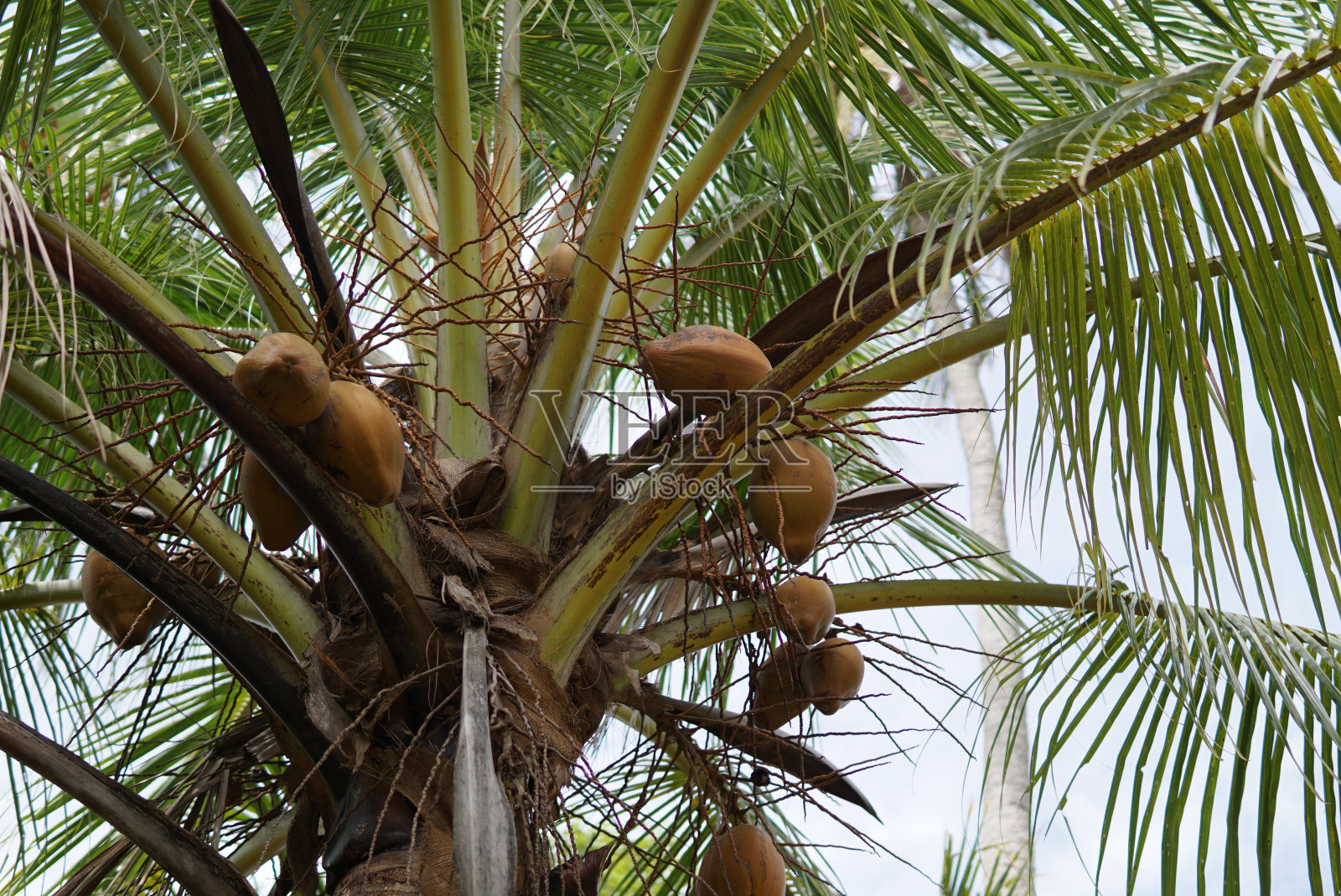 树上的老椰子照片摄影图片