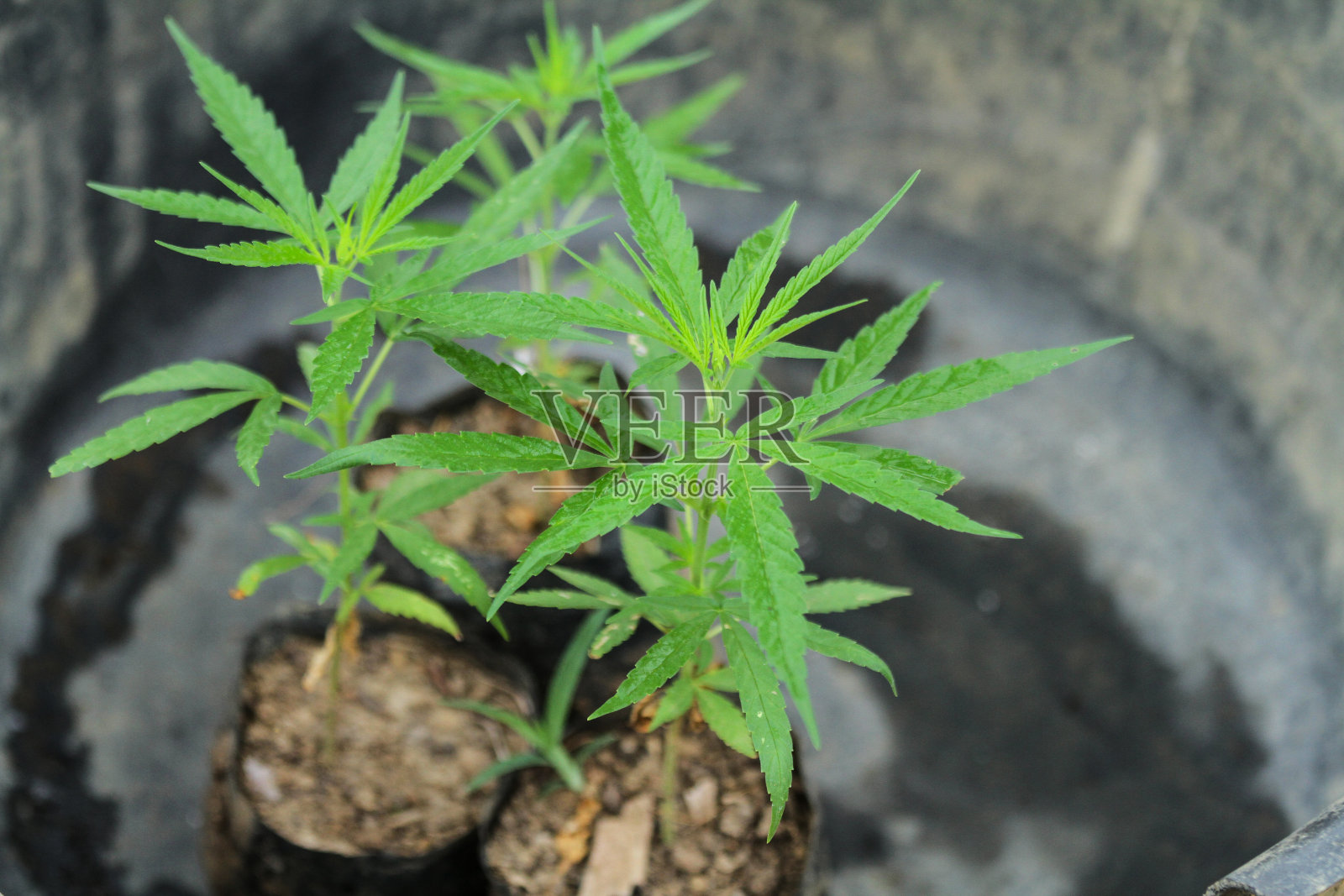 大麻植物照片摄影图片