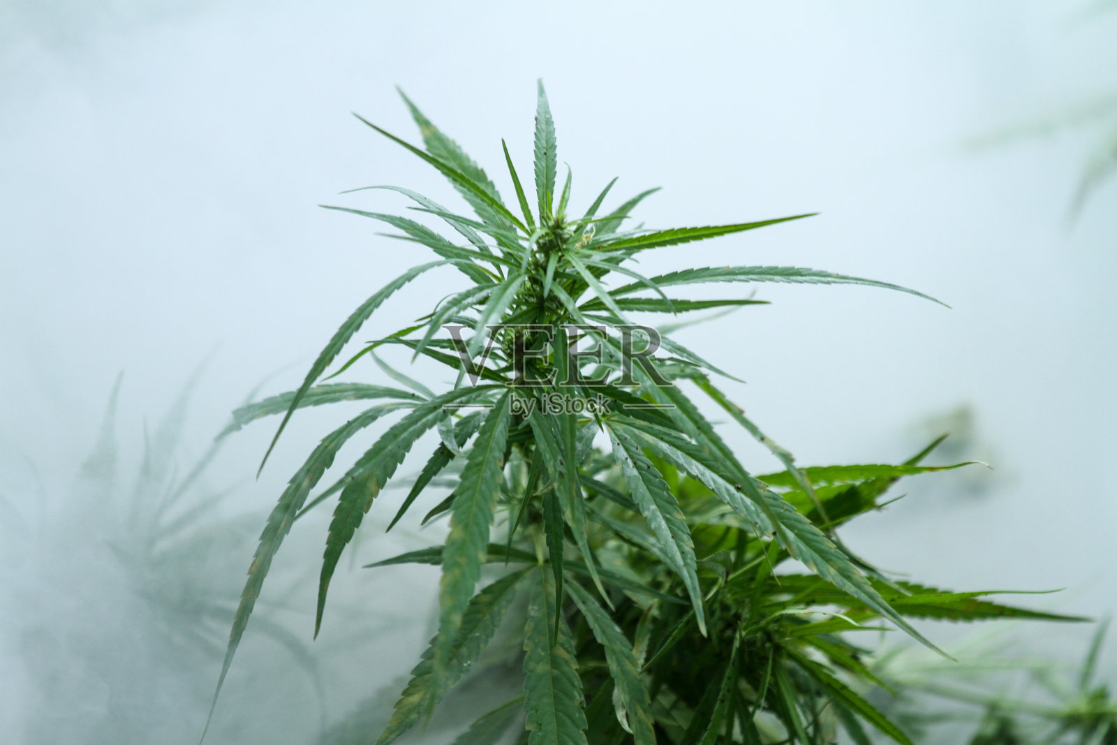 大麻植物照片摄影图片