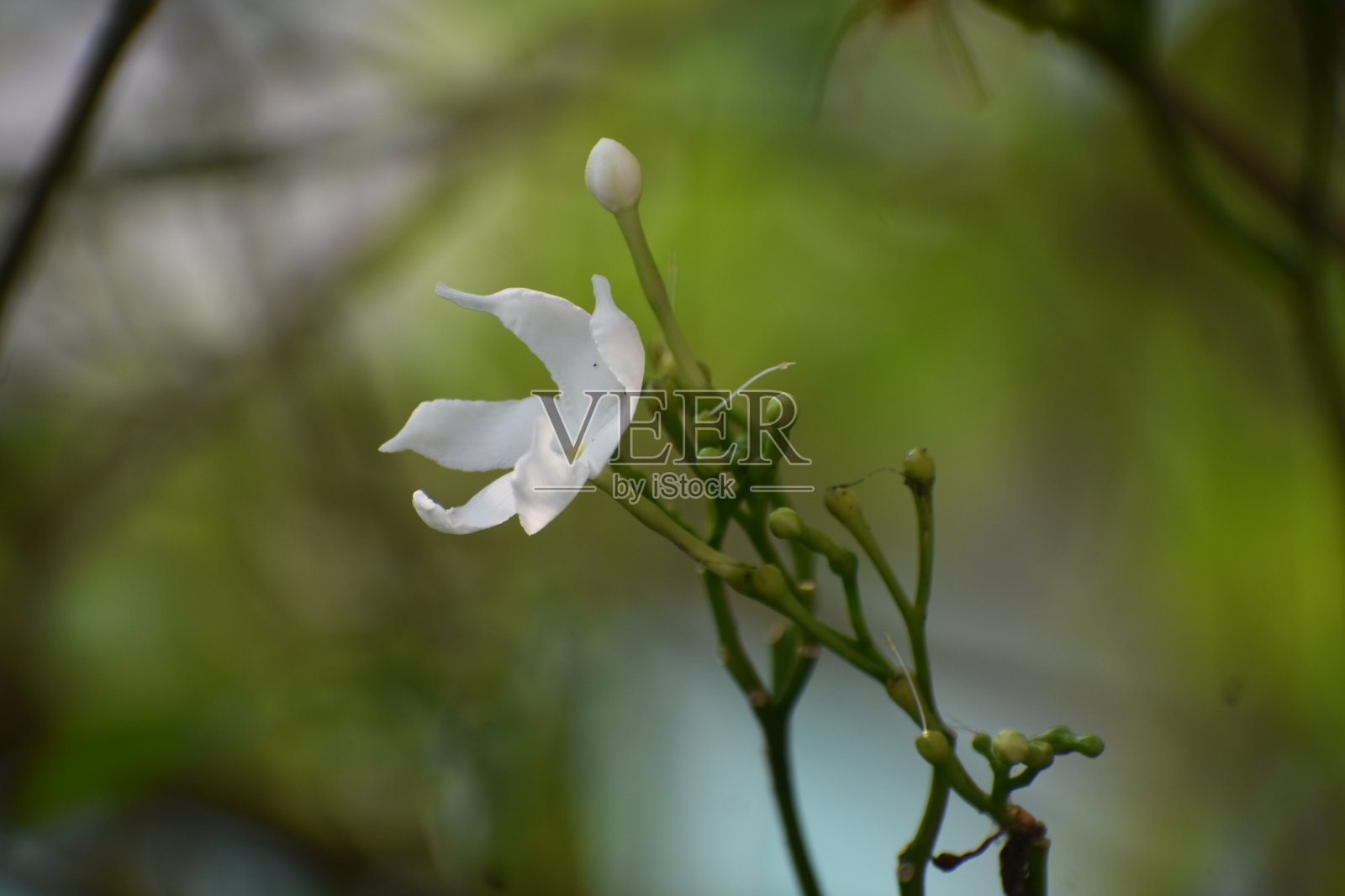 一朵茉莉花。照片摄影图片