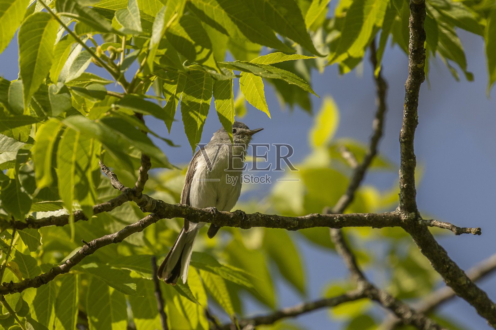 蓝灰色的捕蚊者栖息在树枝上照片摄影图片