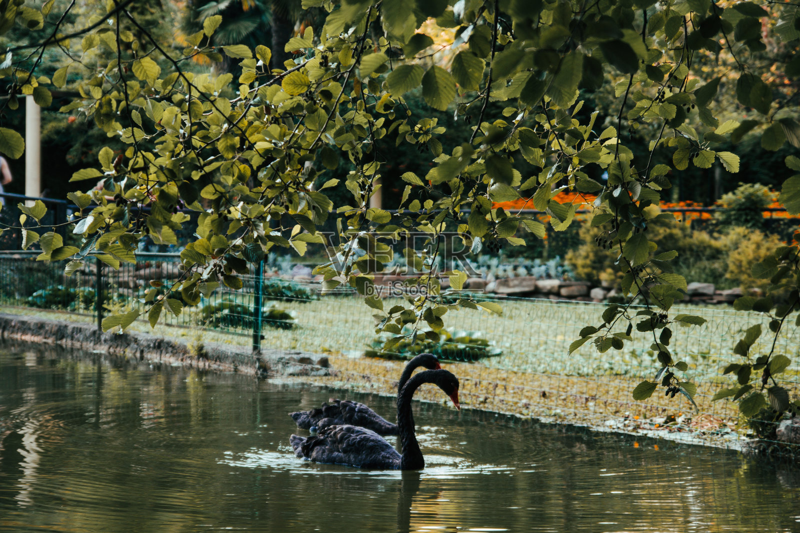 黑天鹅照片摄影图片