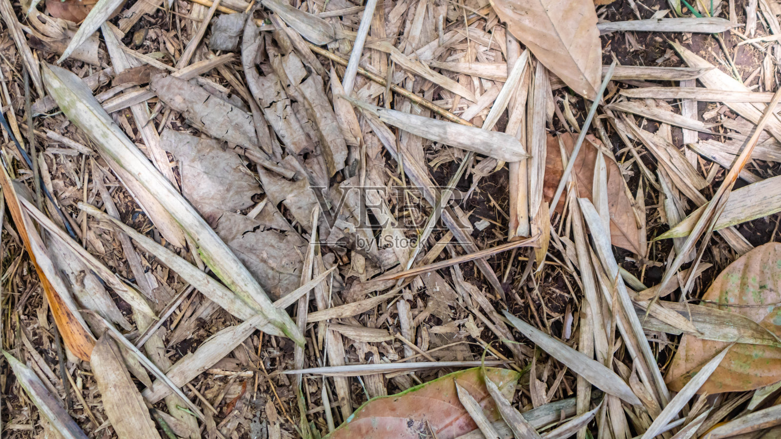 地面上的干树叶作为背景照片摄影图片