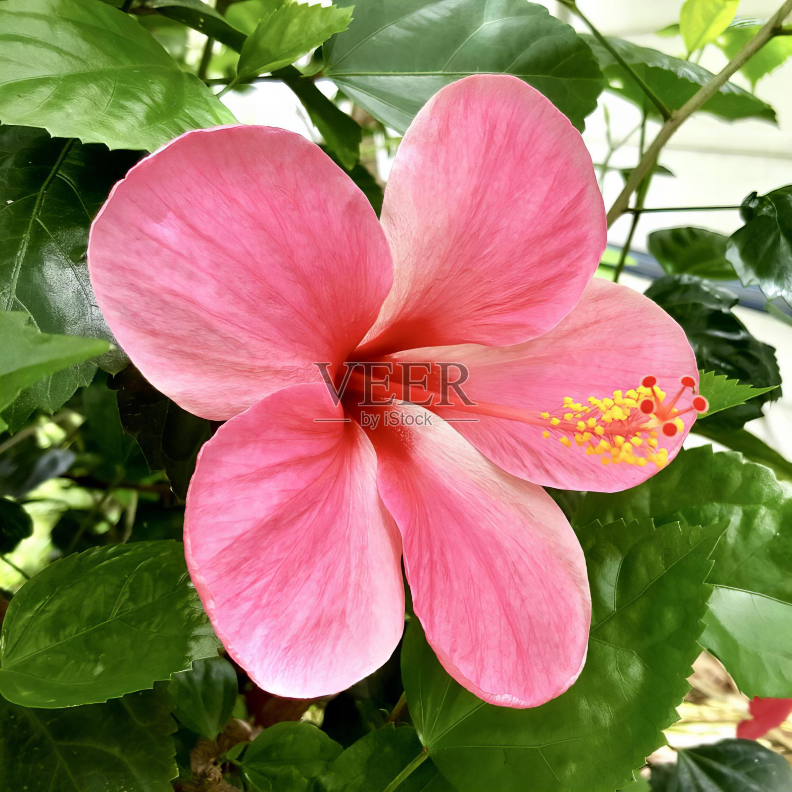 一张粉红色的花的照片，背景是绿色的叶子，有一朵粉红色的花正在花盆里生长。照片摄影图片