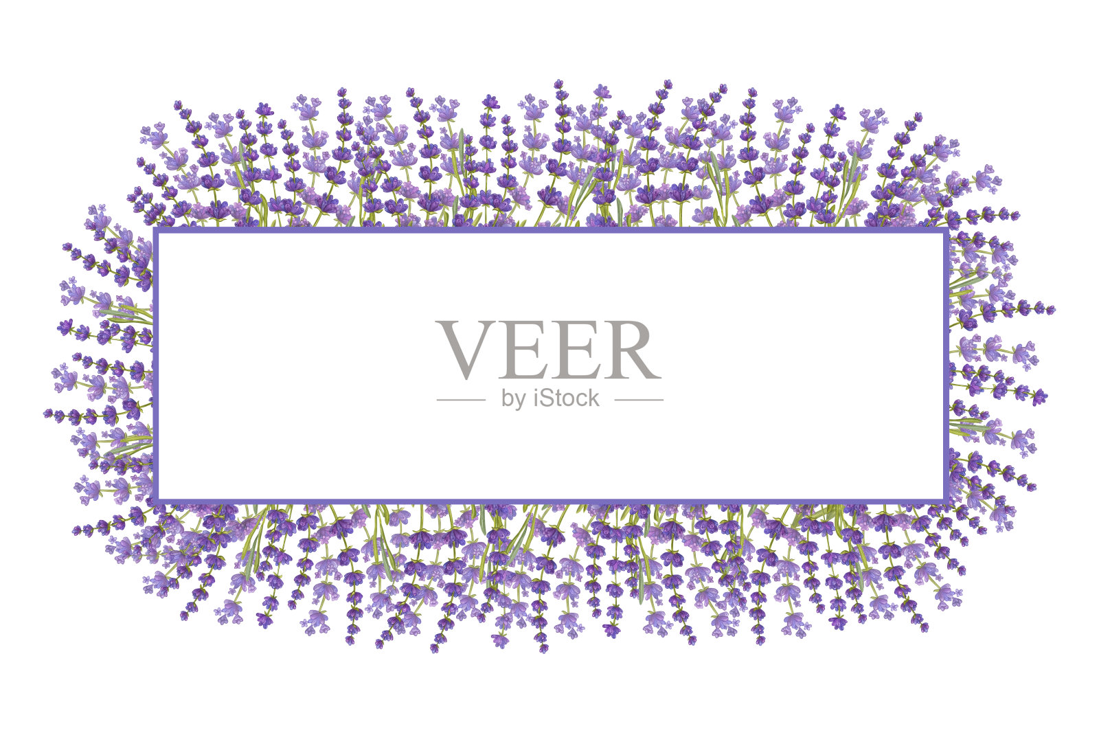 横幅框一束薰衣草花。花香水彩花束。生态天然草本植物。水彩插图孤立的白色背景。创建邀请，问候和婚礼卡片插画图片素材
