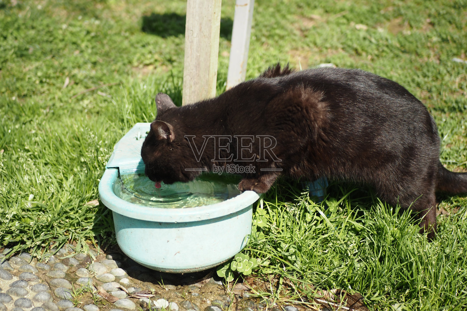 猫从饮水机里喝干净的水照片摄影图片