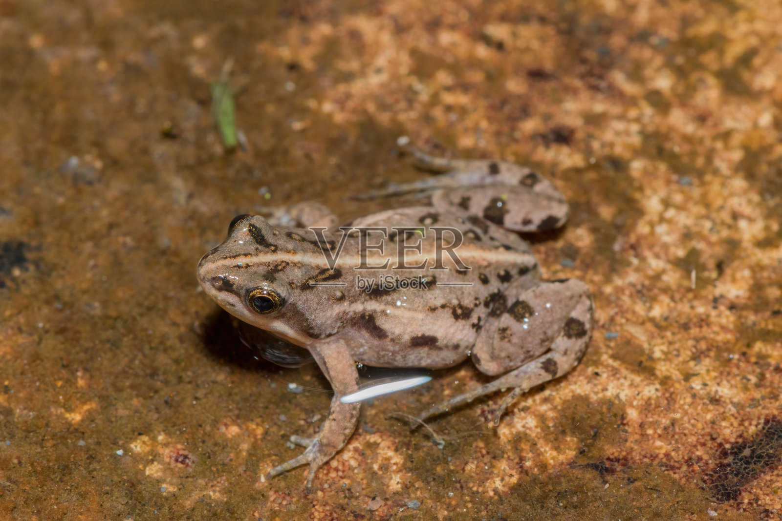 勃特格氏精致蛙，或称普通可可(Cacosternum boettgeri)照片摄影图片