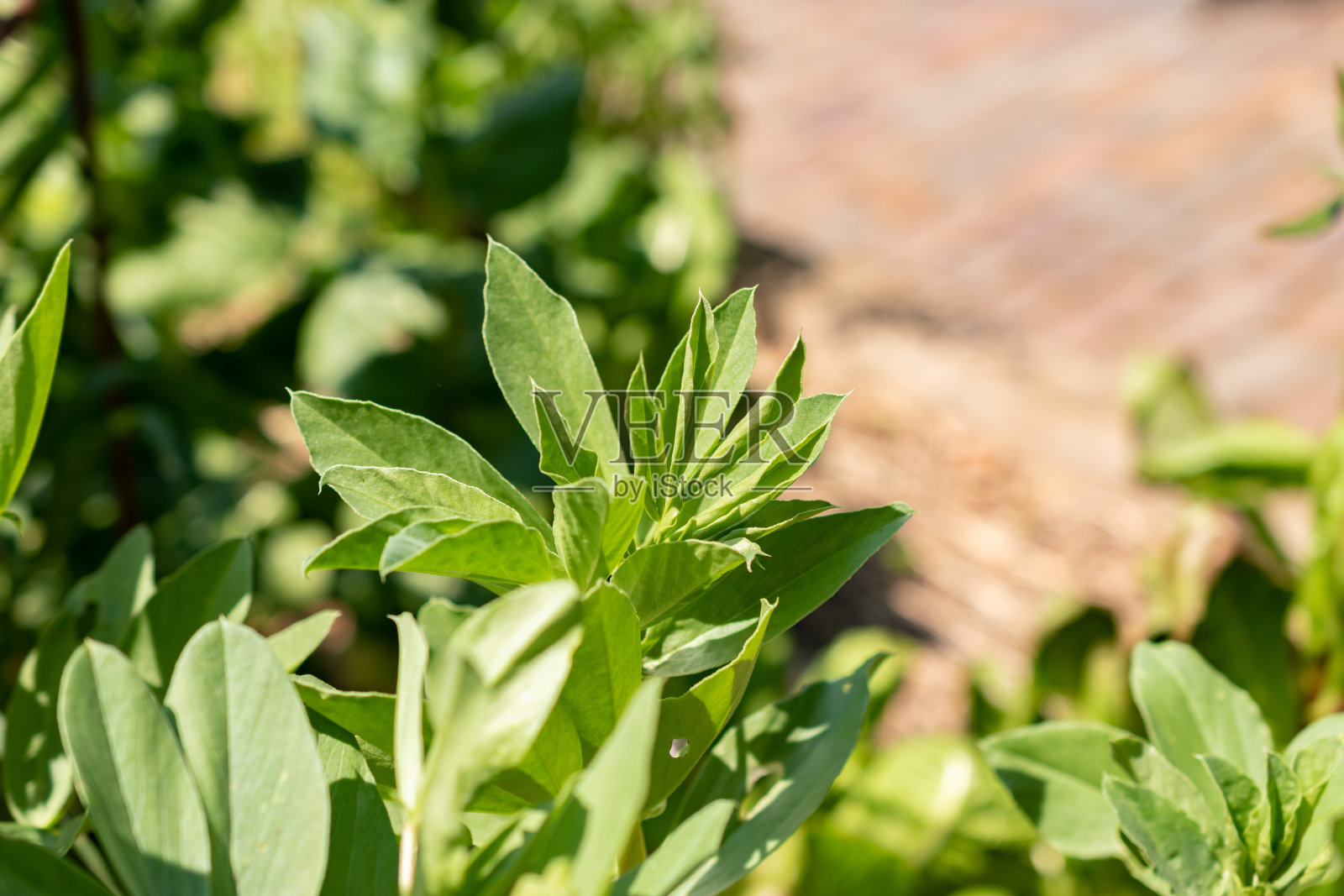 在瑞士苏黎世的Vicia Faba或Faba bean照片摄影图片