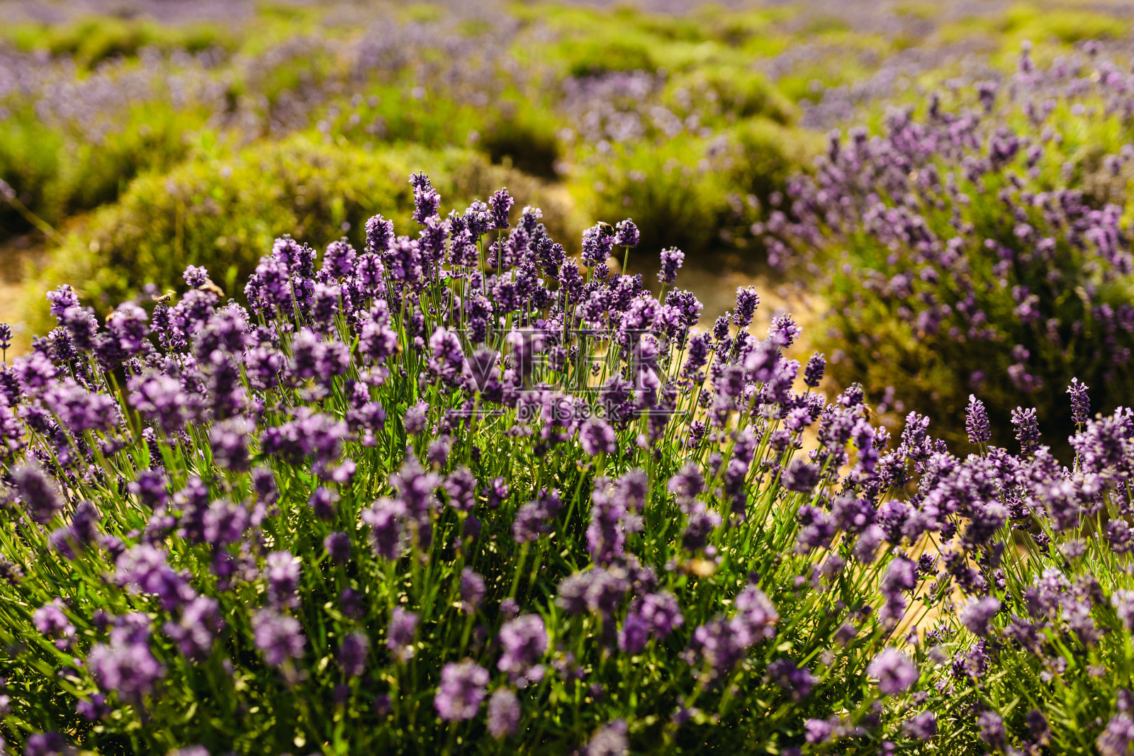 日落时薰衣草丛的特写。夕阳的余晖洒在紫色的薰衣草花上。照片中央是灌木丛，左边是阳光。法国普罗旺斯地区。照片摄影图片