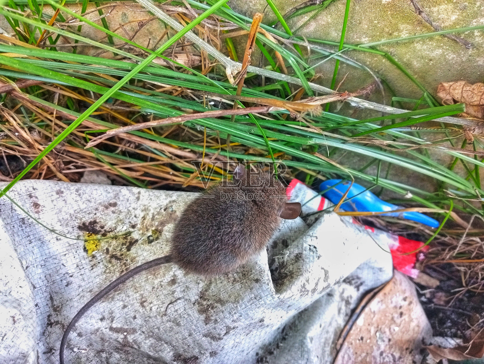 沟渠和垃圾里的老鼠照片摄影图片