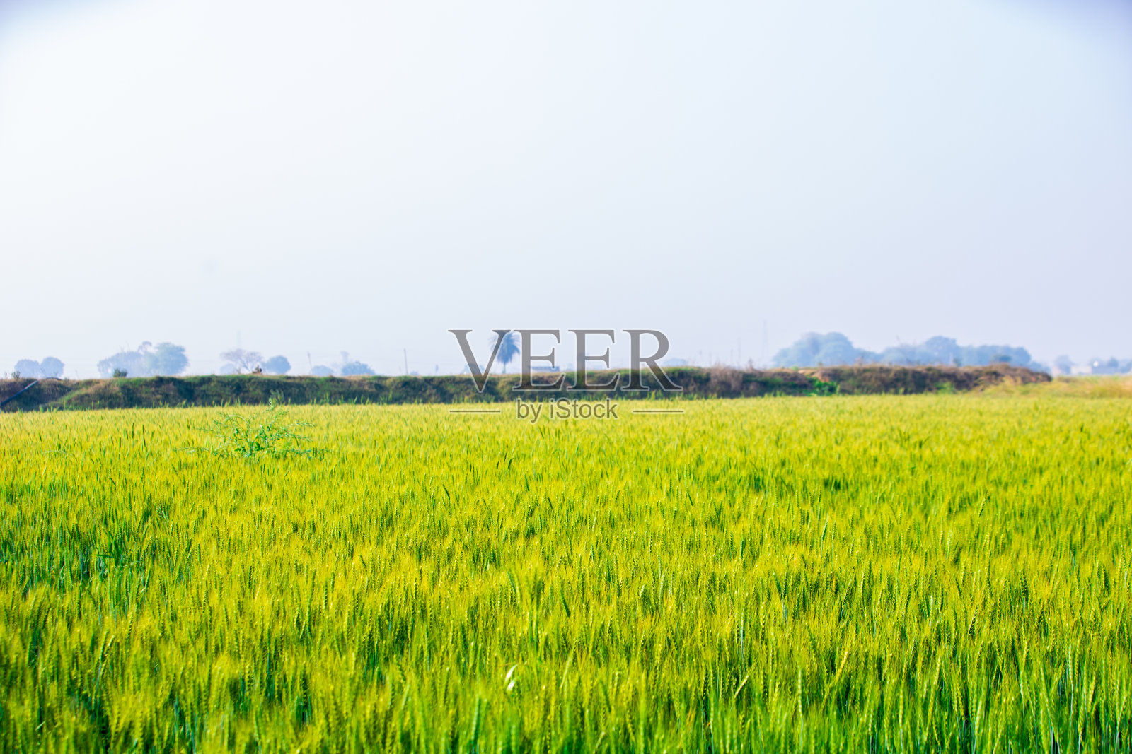 绿色新鲜小麦作物农田背景，复制空间照片摄影图片