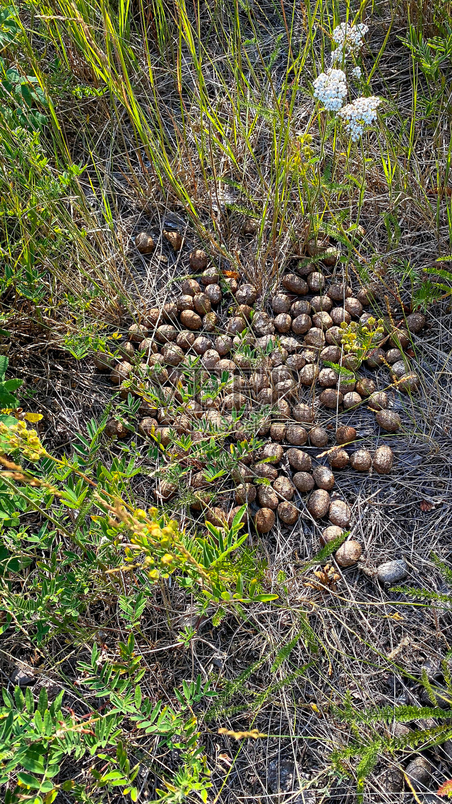 森林地面上的驼鹿粪便照片摄影图片