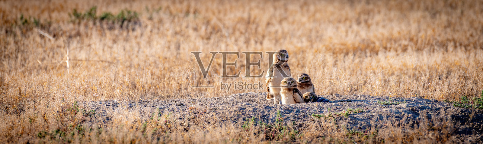 沙漠里的穴居猫头鹰在寻找妈妈照片摄影图片