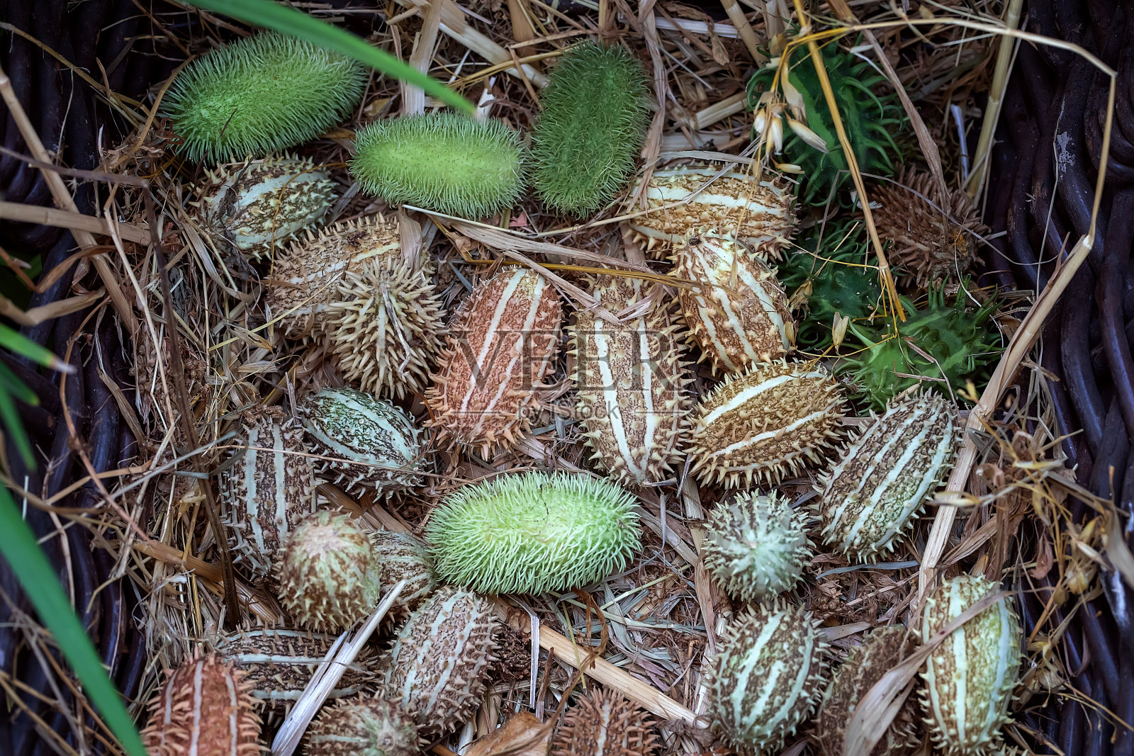 装饰黄瓜，Ecballium elaterium。非洲野黄瓜。照片摄影图片
