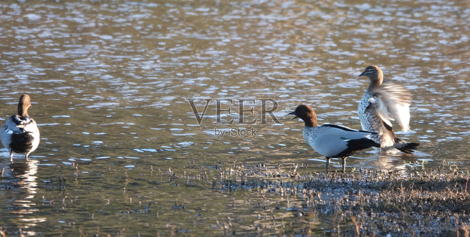 澳洲木鸭照片摄影图片