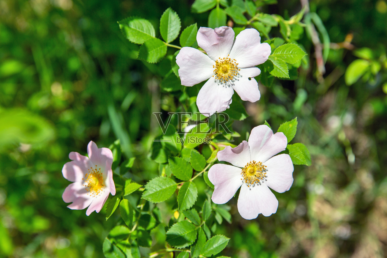 灌木上盛开的野玫瑰照片摄影图片
