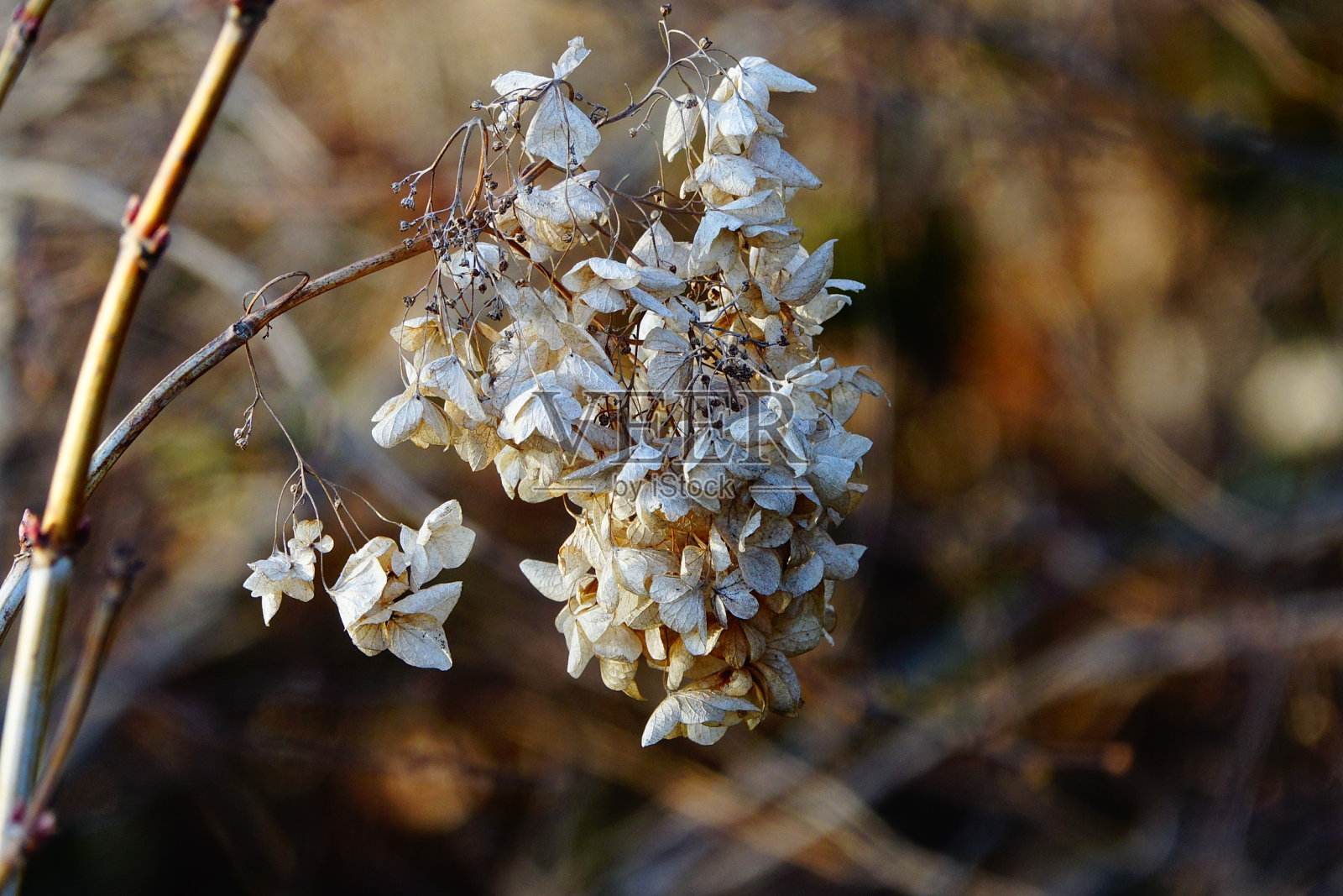 Fort Tryon Park 04-02-2017照片摄影图片