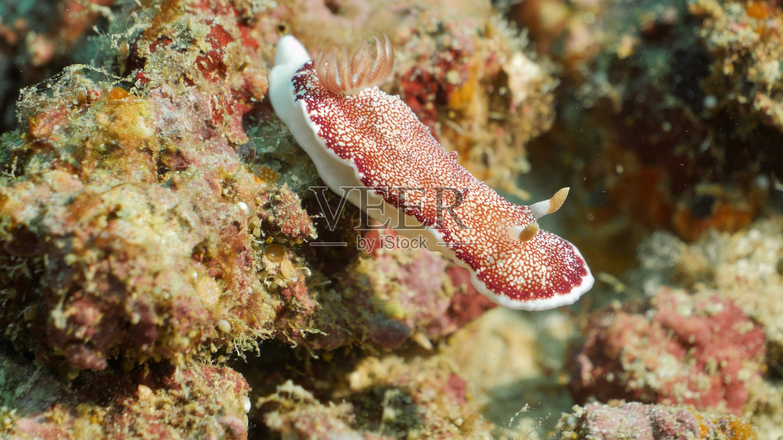 裸枝(网状色蛛)-向另一个分支跨出照片摄影图片