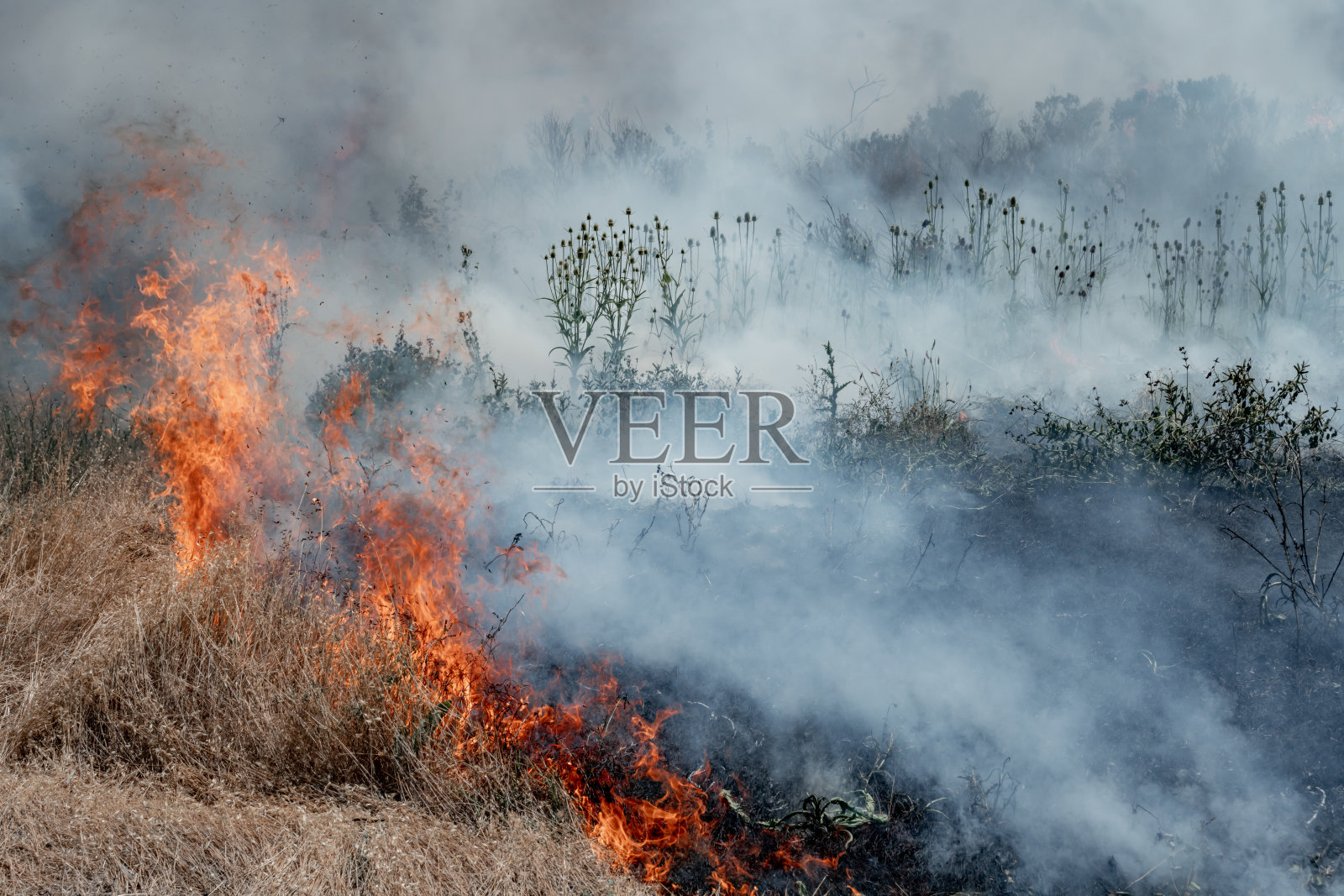 加州野火照片摄影图片