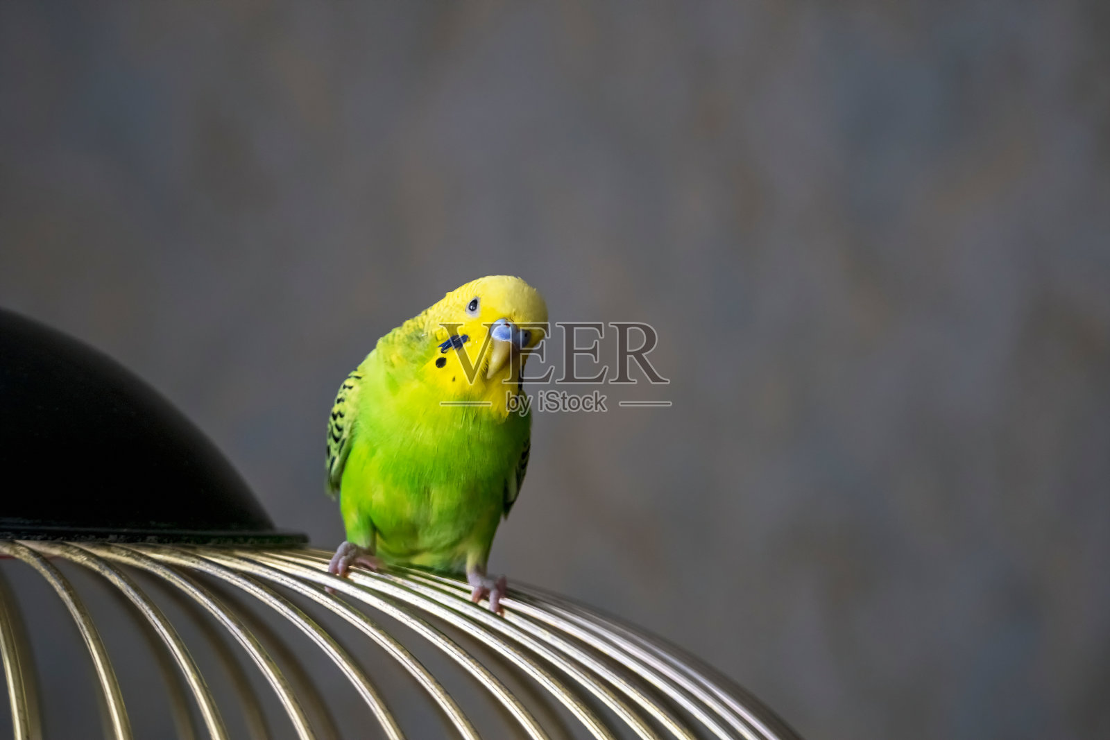 有选择性的重点。一只亮绿色的小虎皮鹦鹉坐在笼子的栏杆上，背景是黑色的。在家饲养鸣禽。照片摄影图片
