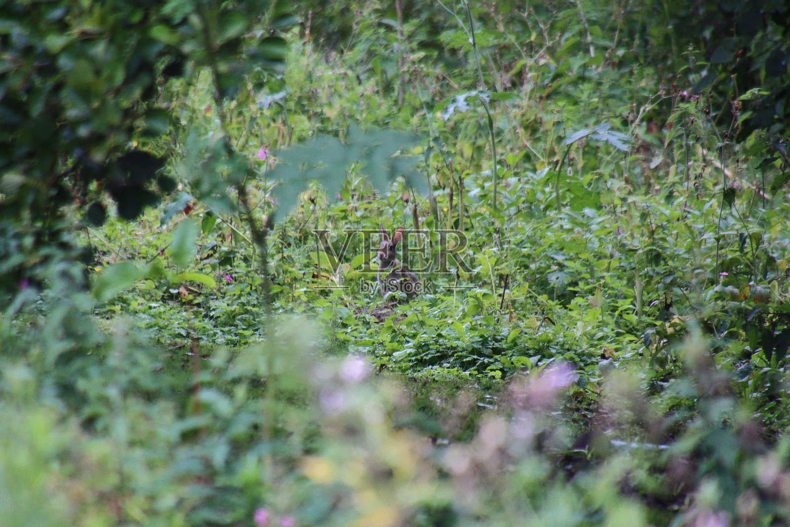 野生兔子照片摄影图片