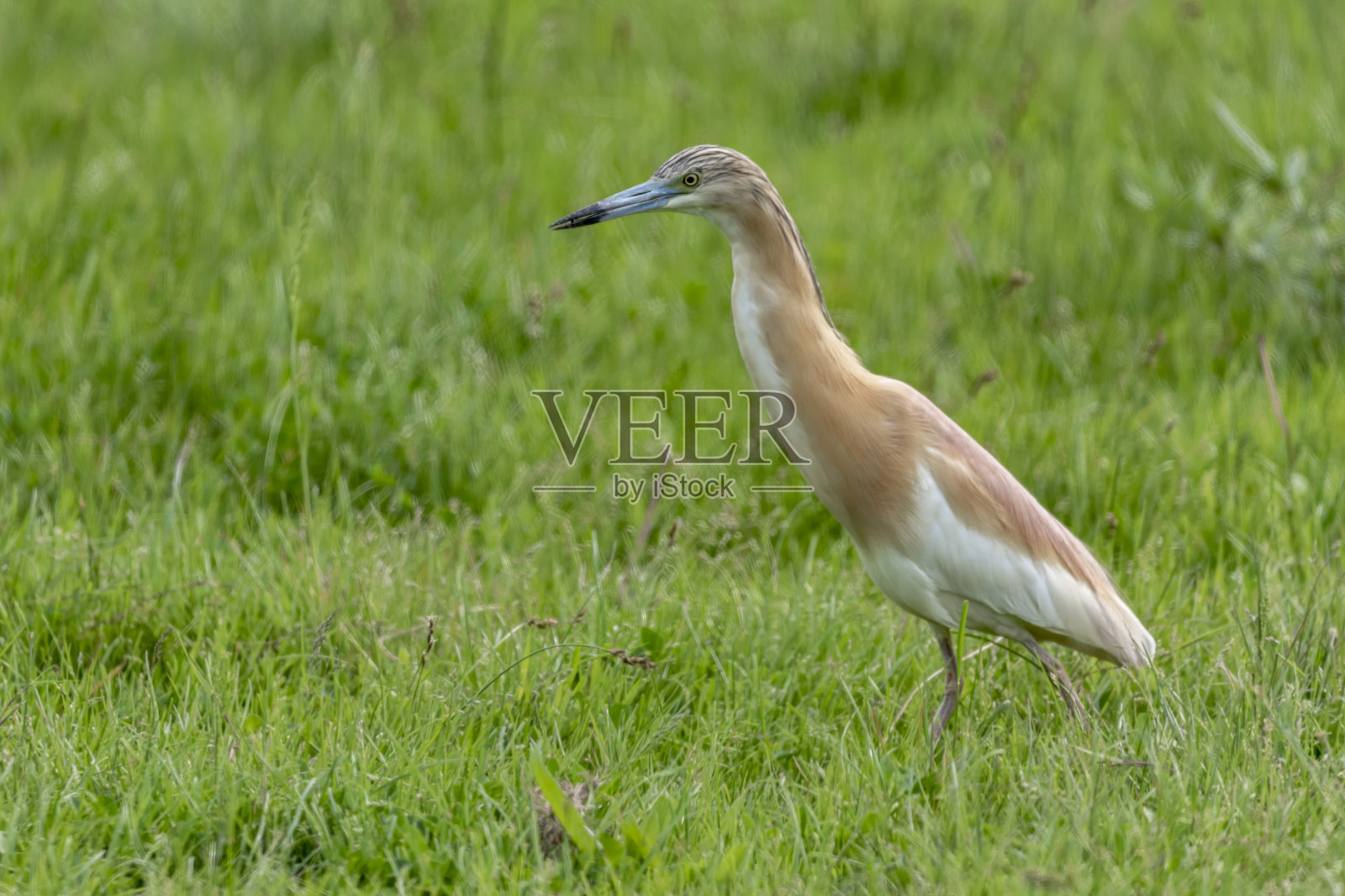 Squacco Heron (Ardeola ralloides)是生活在湿地的常见物种照片摄影图片