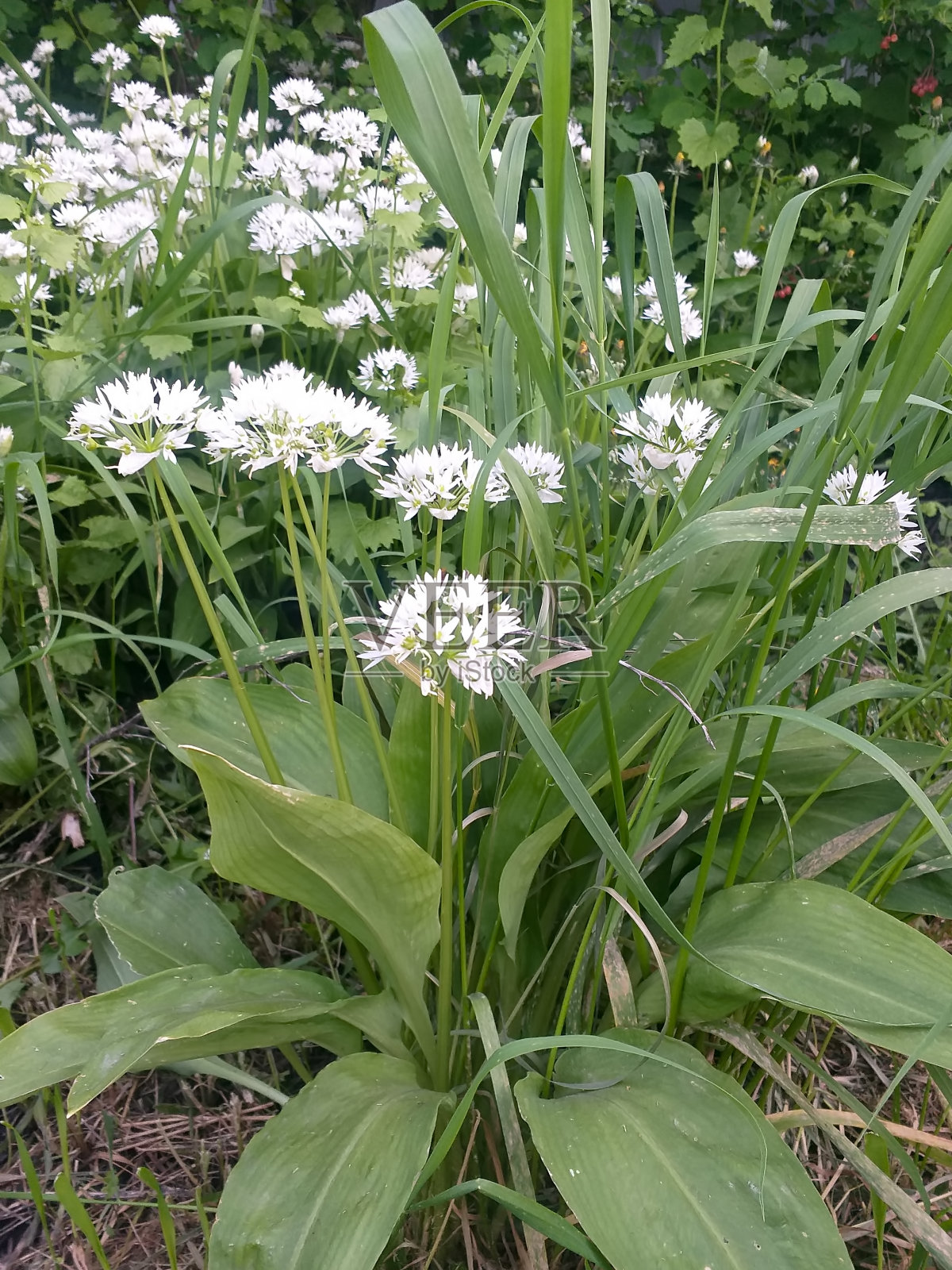 春天的背景:绿叶间的白花照片摄影图片