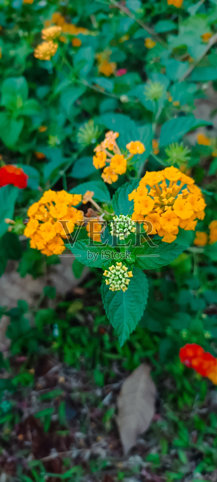 花园里美丽的黄色灯笼花照片摄影图片